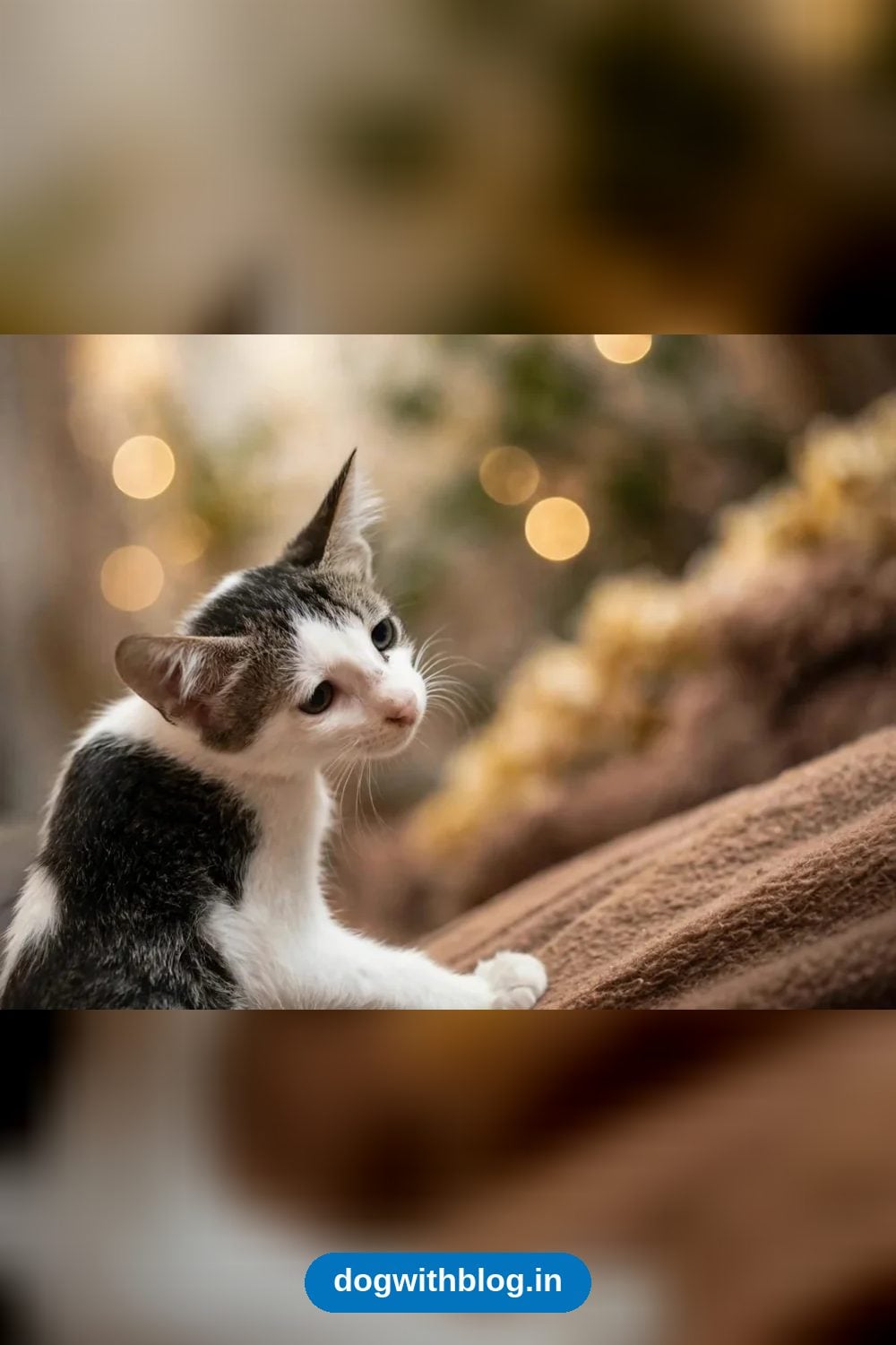 A Very Loving 3-Month-Old Female Kitten, Litter Trained, Needs a Home in South Delhi