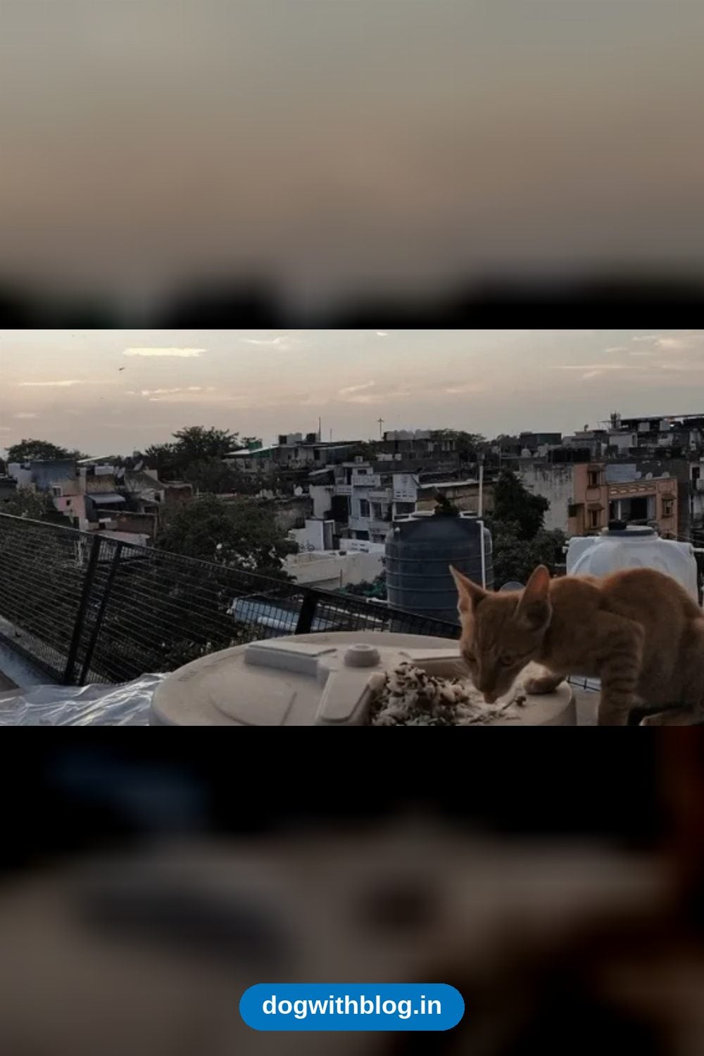 Orange Terrace Cat in South Delhi, Fed for Six Months, Needs a Home
