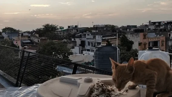 An orange cat eating from a plate on a terrace, with rooftops, a water tank and an evening sky behind