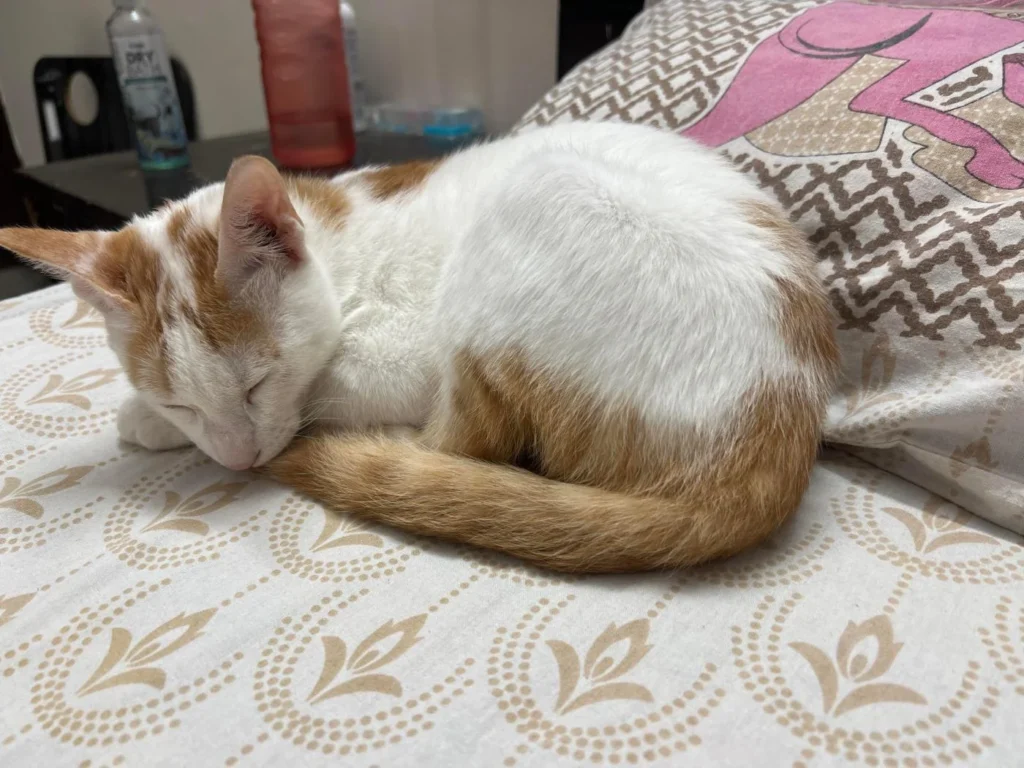 Orange and white kitten curled up asleep on a floral-patterned bedsheet