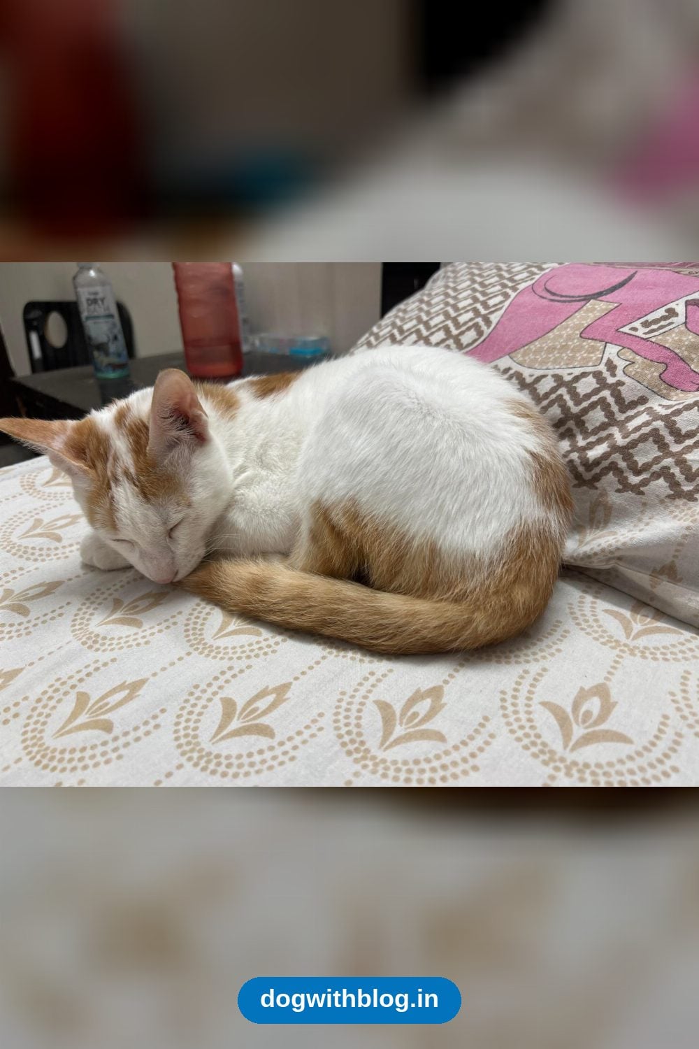 Luffy, a Four-Month-Old Kitten, Needs a Home Before His Owner Relocates — Delhi NCR