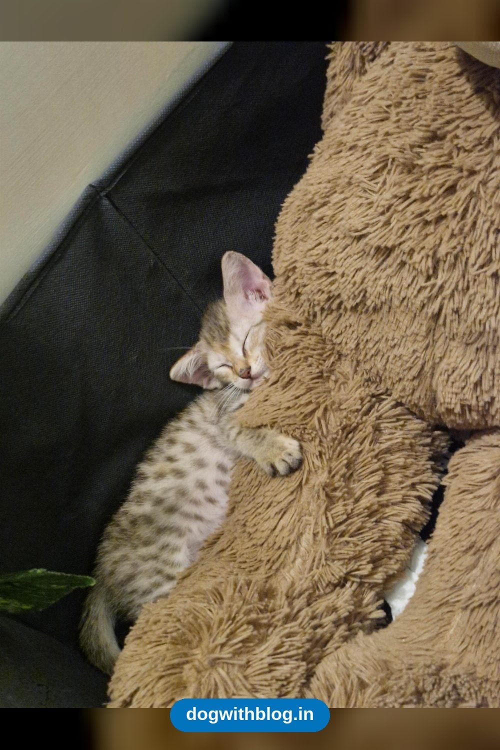 One-Month-Old Kitten From Mantri Celestia Needs a Loving Home — Hyderabad