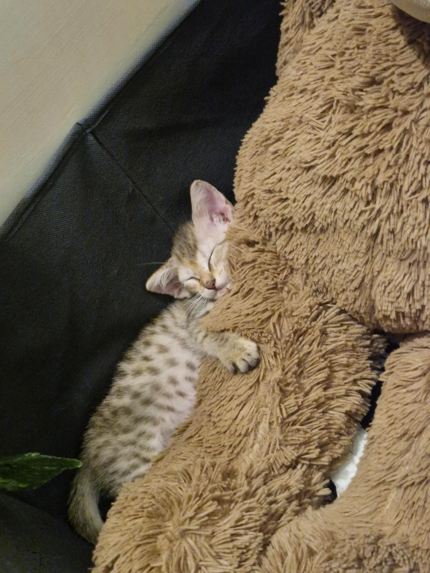 One-Month-Old Kitten From Mantri Celestia Needs a Loving Home in Hyderabad