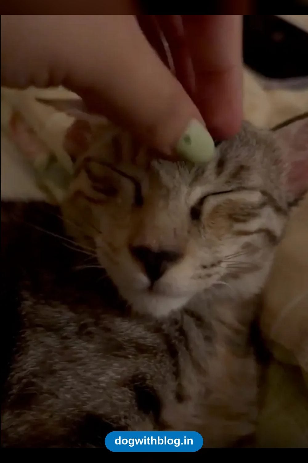 A Cuddly 3-Month-Old Tabby Kitten, Vaccinated and Spay Sponsored, Needs a Home — Delhi NCR