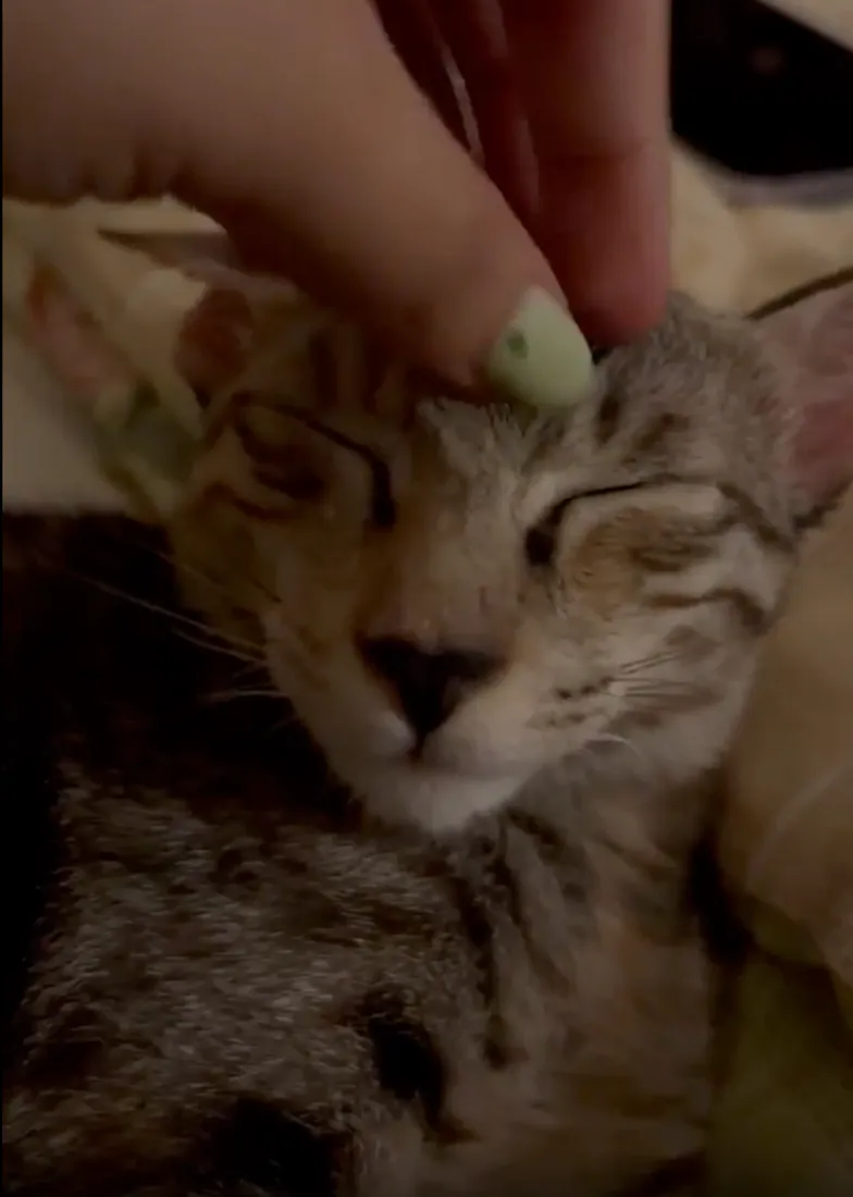 Grey-brown tabby kitten with her eyes closed, being stroked on the head by a hand with a pale green nail.