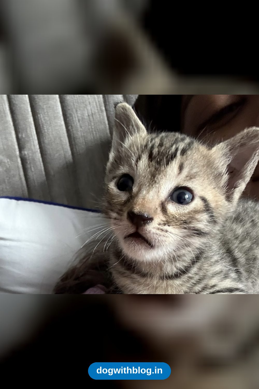 Six-Week-Old Female Tabby Kitten Rescued in Gurgaon Needs a Home in Delhi NCR