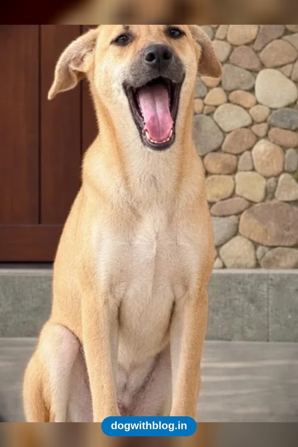 Tara, a Friendly 5-Month-Old Indie Girl, Needs a Home in Delhi NCR
