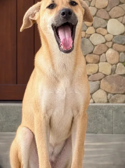 Tara, a fawn Indie puppy, sitting and looking up with her mouth open