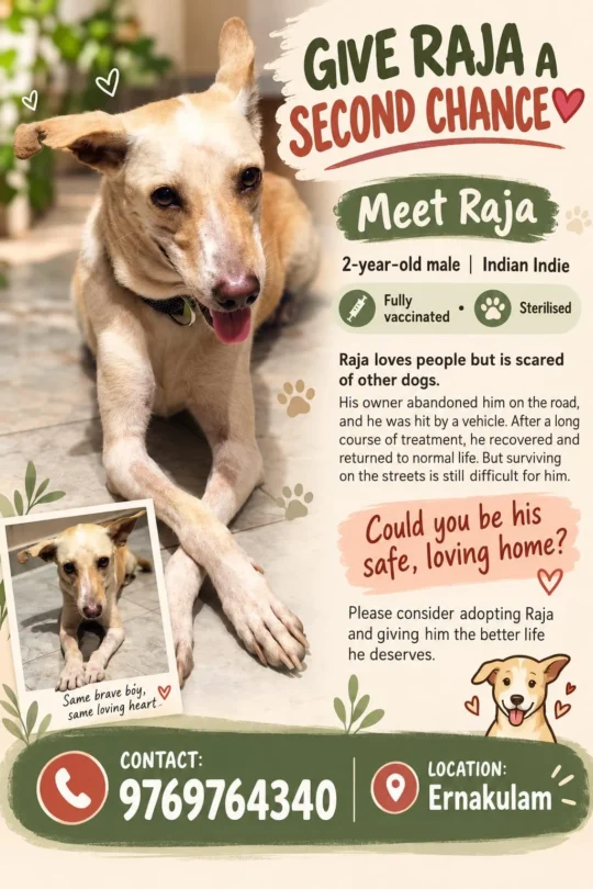 Raja, a 2-Year-Old Indie Dog Hit by a Vehicle and Abandoned, Needs a Safe Home in Kochi