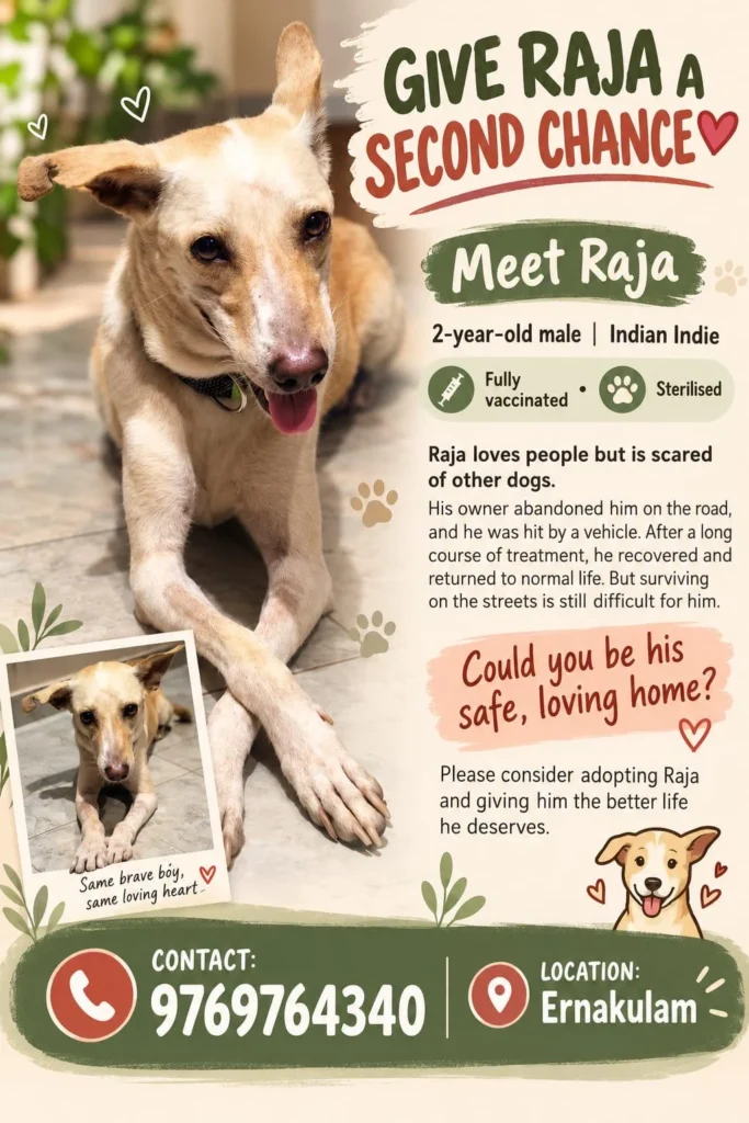 Adoption poster for Raja, showing a cream and tan Indian Indie dog lying on a tiled floor with his tongue out, with a smaller photo of him sitting. He is 2 years old, vaccinated and sterilised, in Ernakulam.