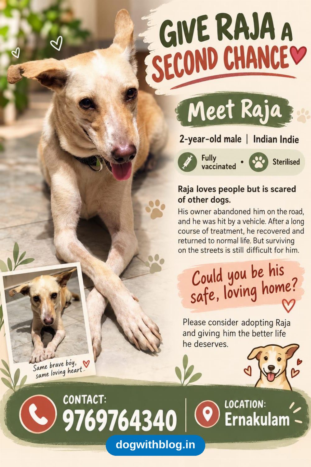 Raja, a 2-Year-Old Indie Dog Hit by a Vehicle and Abandoned, Needs a Safe Home in Kochi