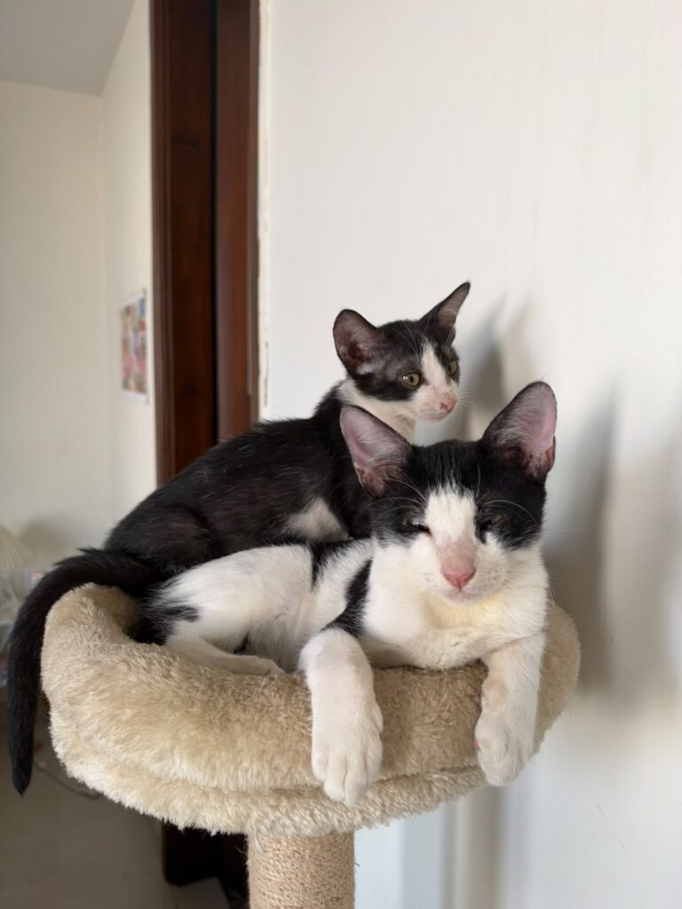 The two tuxedo kittens curled up together on a cat tree, one resting its head on the other