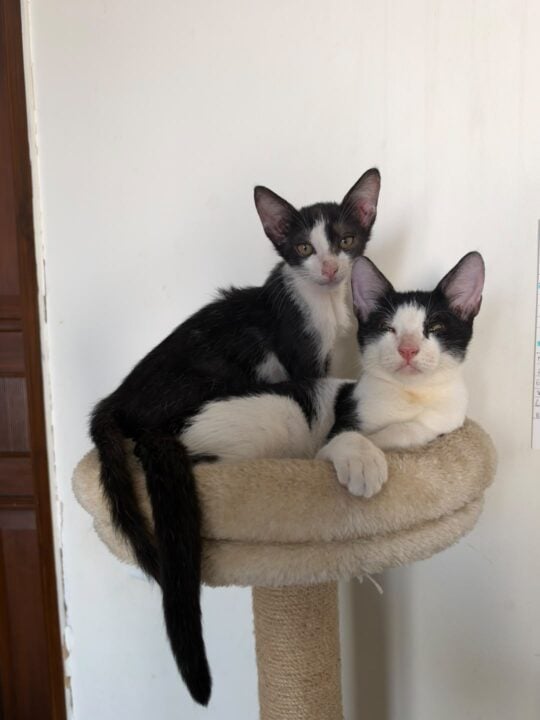 Theo and Gus, Two Vaccinated Tuxedo Kittens From Malviya Nagar, Need a Home Together, adoptable cat in Delhi NCR