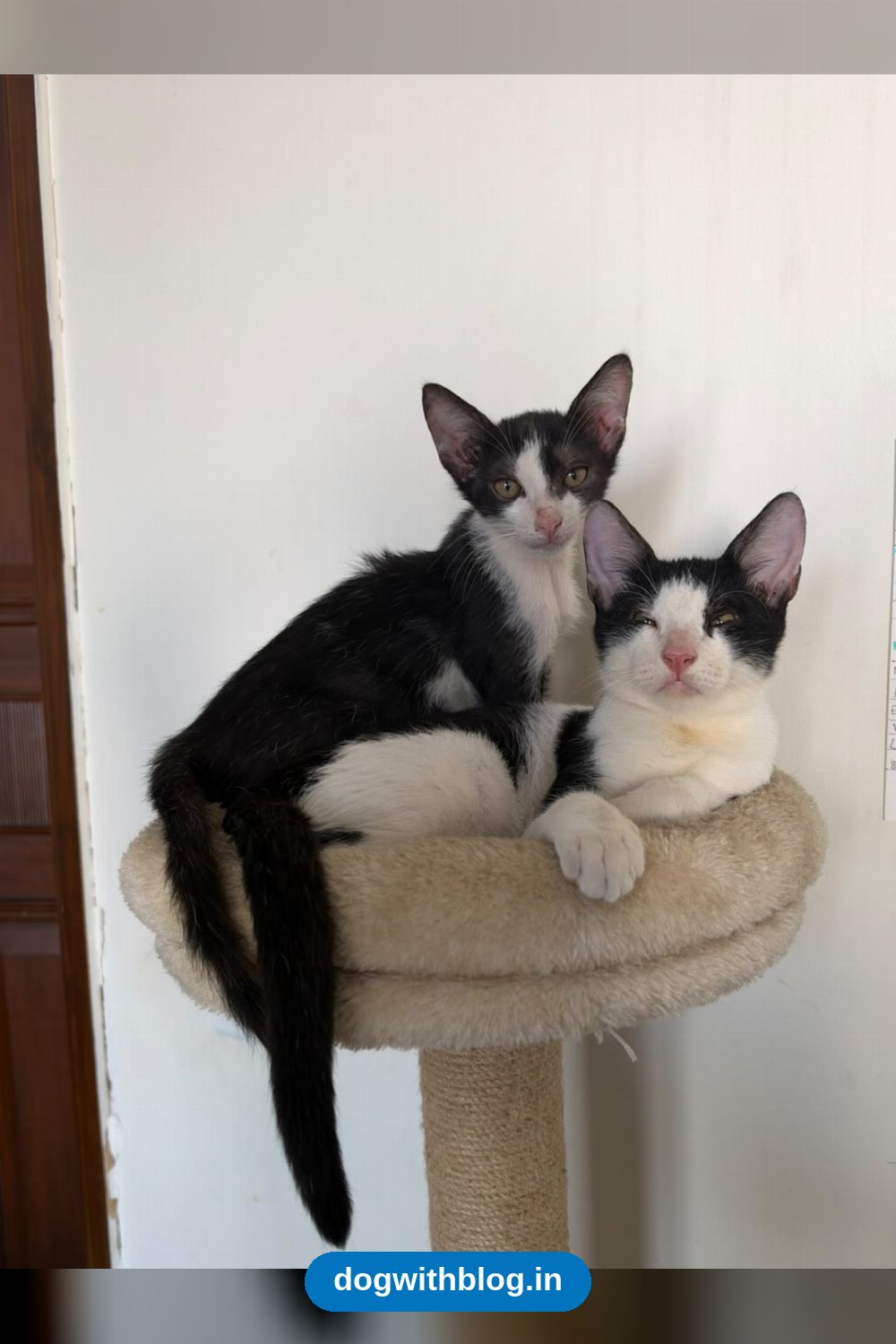 Theo and Gus, Two Vaccinated Tuxedo Kittens From Malviya Nagar, Need a Home Together in Delhi NCR