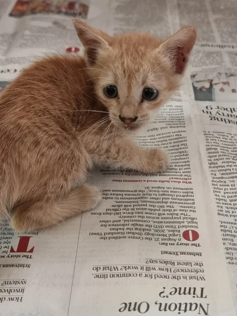 A ginger kitten crouched on newspaper in Chennai, looking at the camera