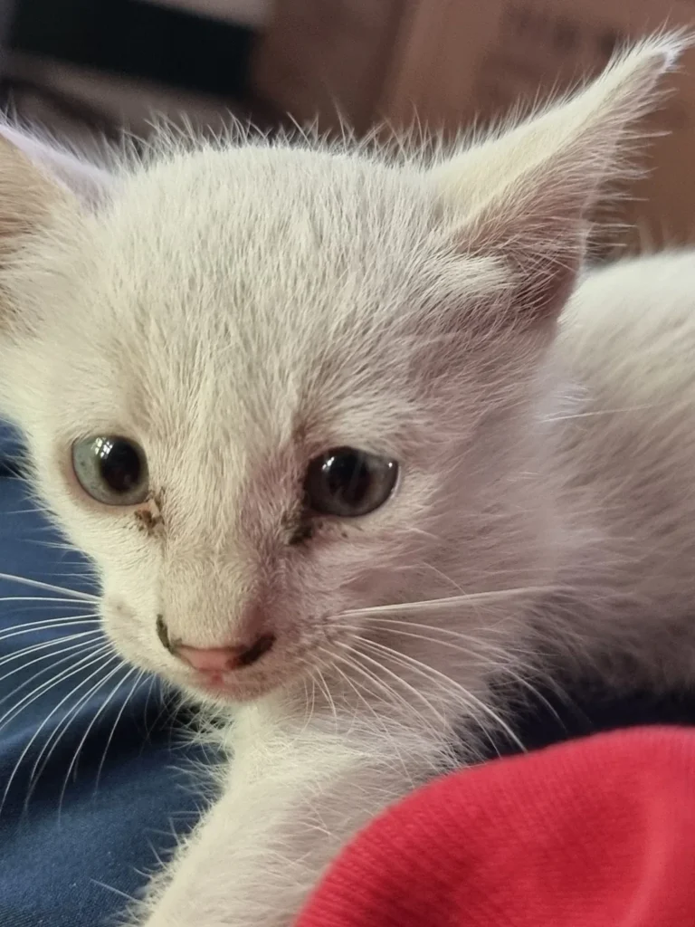 Close-up of a white kitten's face with grey-blue eyes, resting on a blue cloth in Chennai