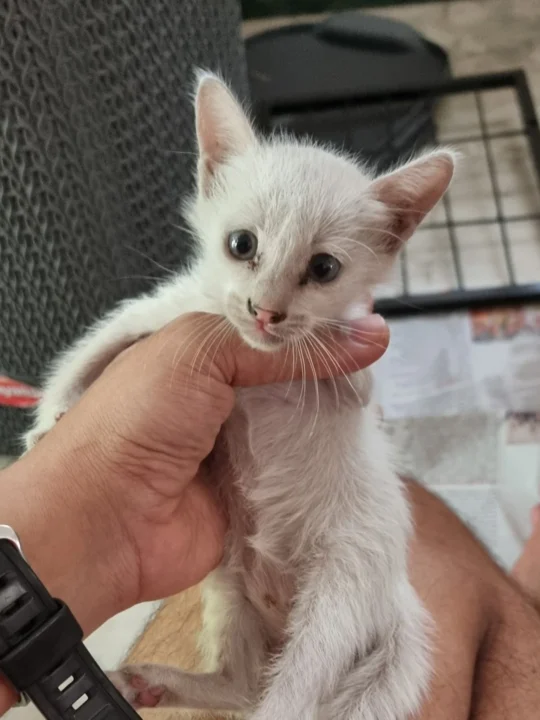 Three Orphaned Kittens, 3 to 4 Weeks Old, Need Foster or Forever Homes, adoptable cat in Chennai