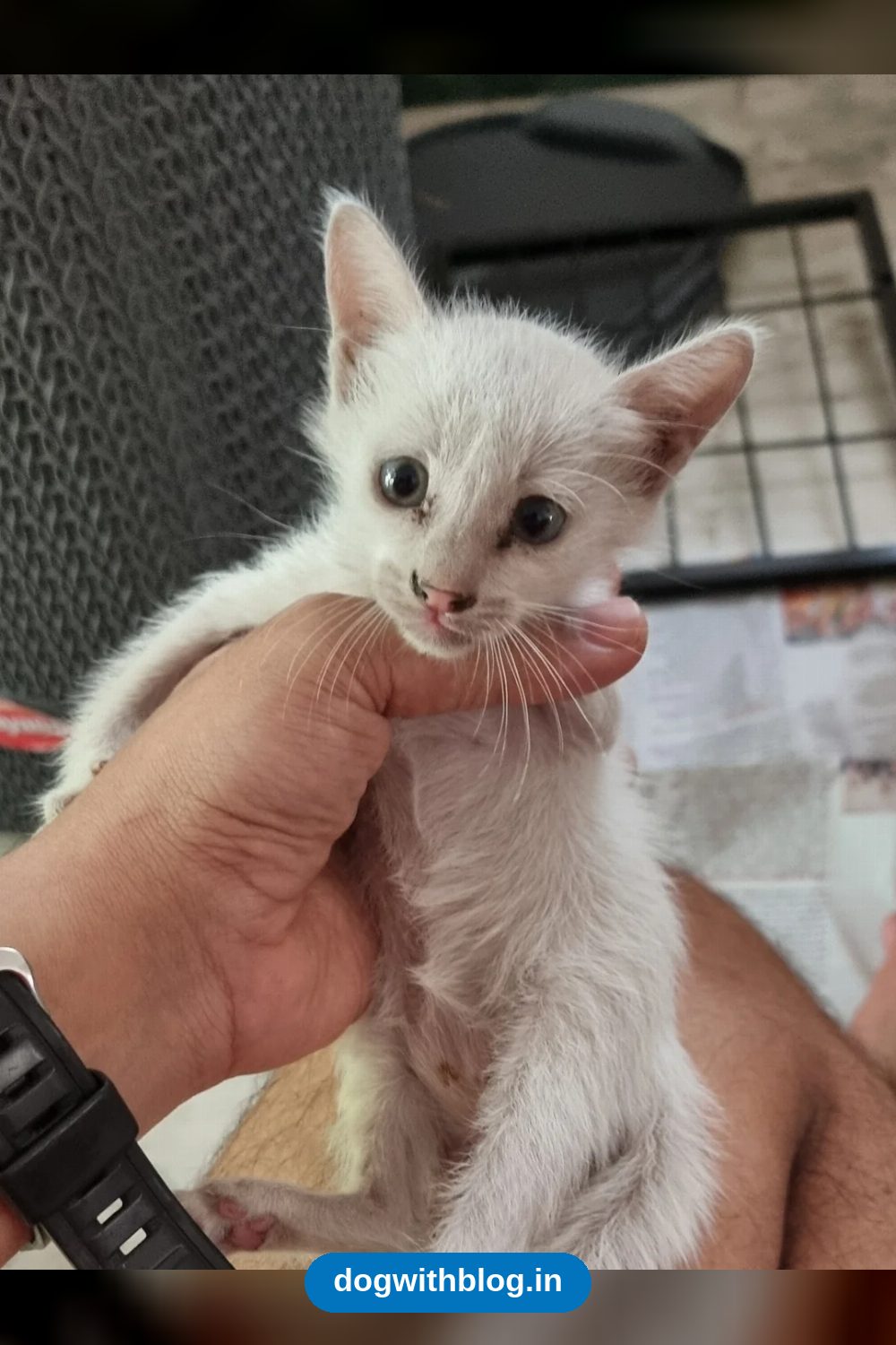 Three Orphaned Kittens, 3 to 4 Weeks Old, Need Foster or Forever Homes in Chennai