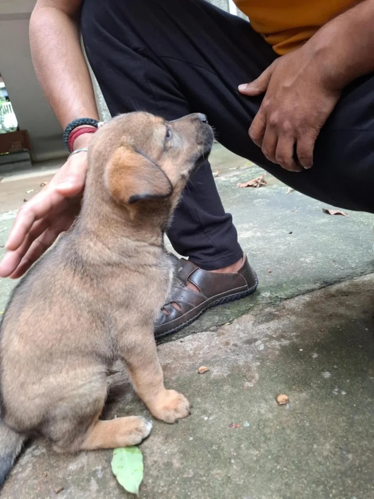 Tan puppy with floppy ears sitting on a concrete path beside a crouching person, looking up. Boba, a puppy born to a community dog in HSR Layout, Bengaluru