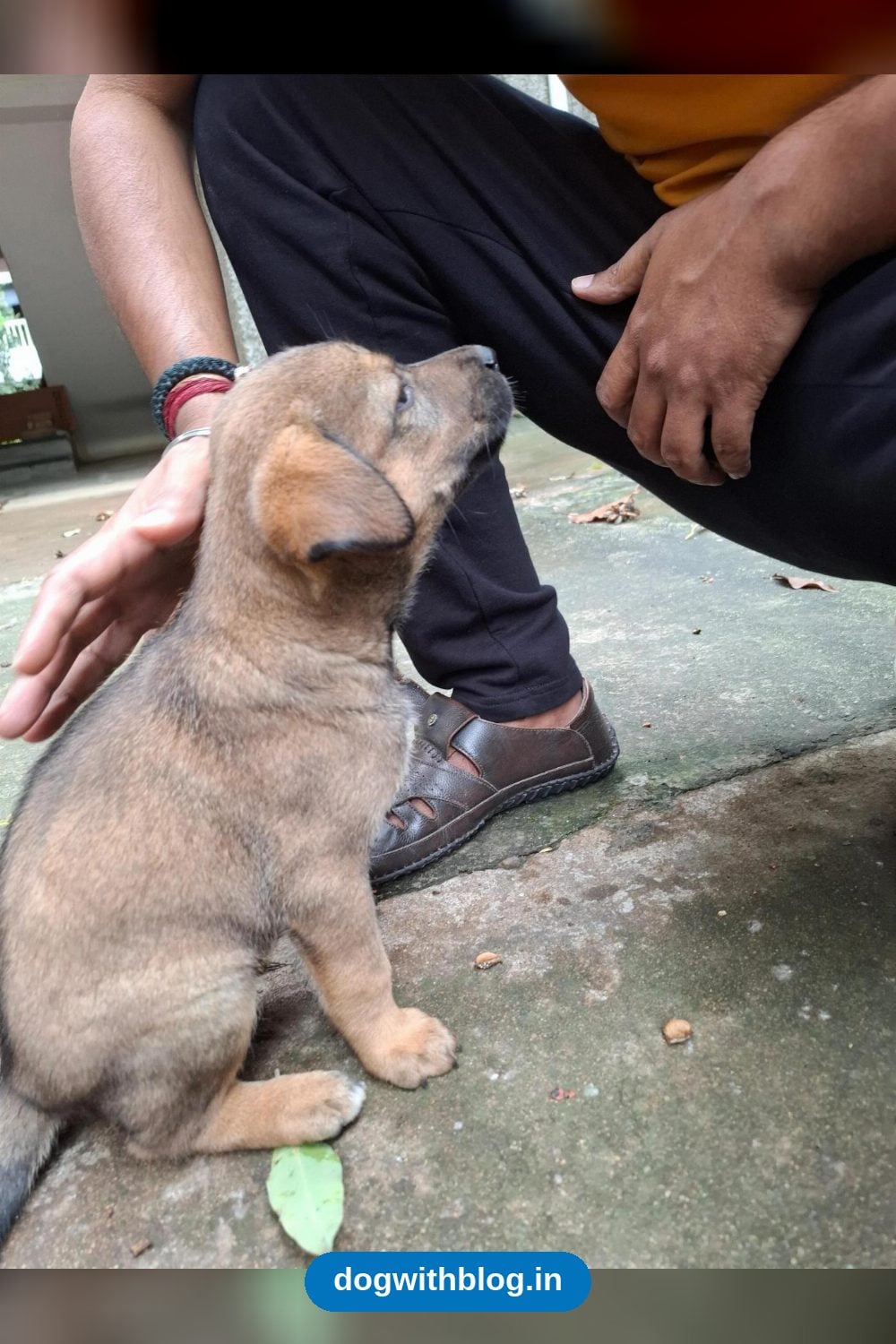 Boba, a Calm and Cuddly Male Puppy Born to a Community Dog in HSR Layout, Needs a Home — Bengaluru