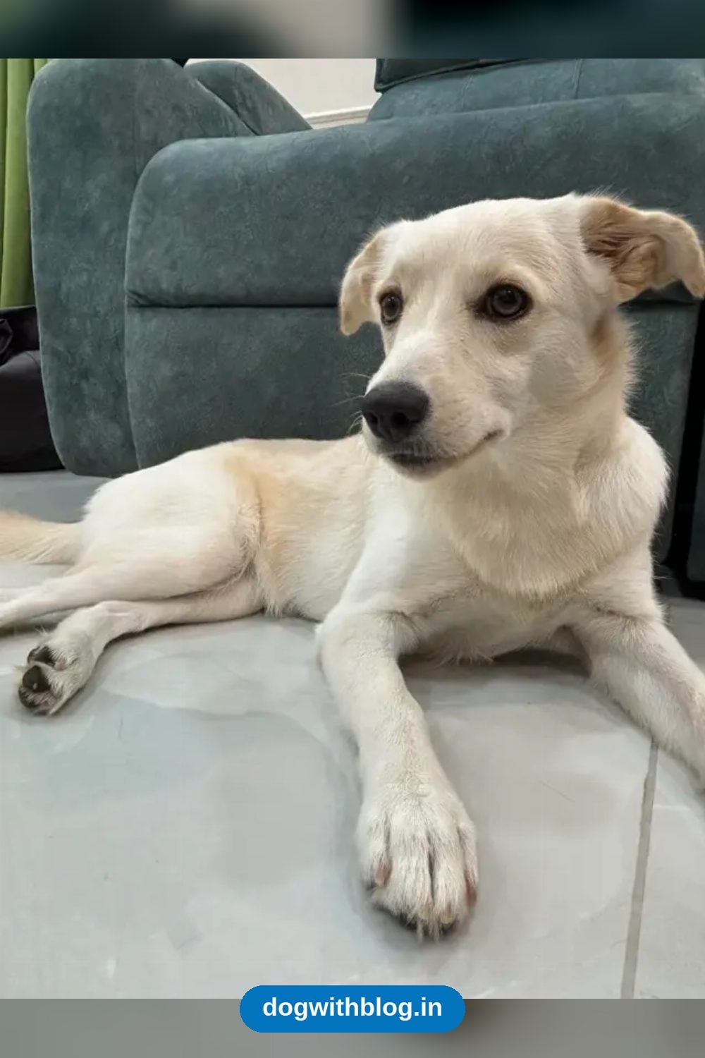 Tinkle, a Playful Young Mixed-Breed Puppy, Needs a Permanent Home — Hyderabad