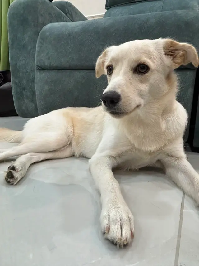 Cream-white dog with a black nose lying on a tiled floor in front of a teal sofa. Tinkle, a mixed-breed puppy in Hyderabad.