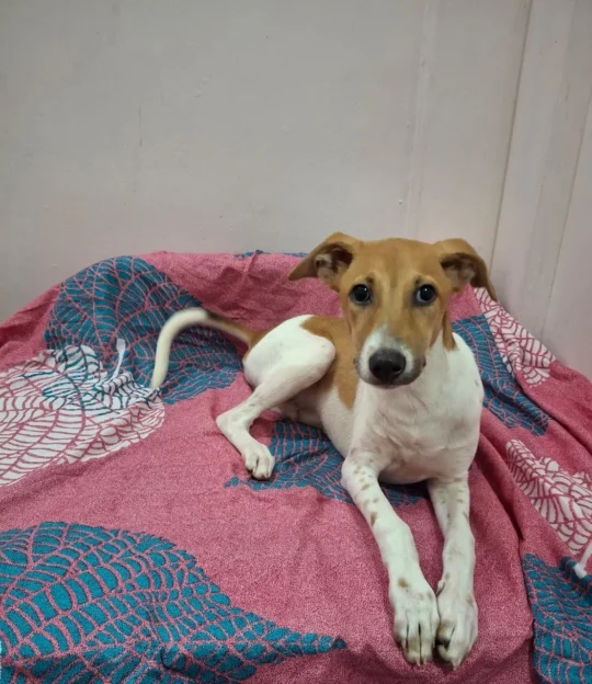 Tiny, a Loving 5-Month-Old Puppy, Needs a Home, adoptable dog in Bengaluru