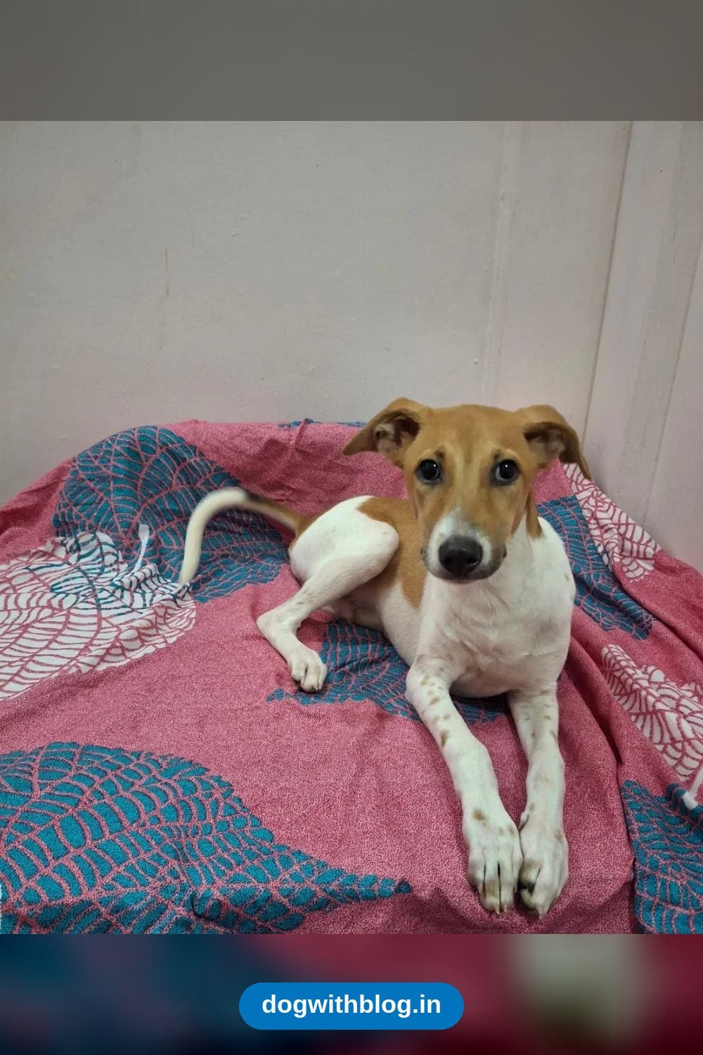Tiny, a Loving 5-Month-Old Puppy, Needs a Home in Bengaluru