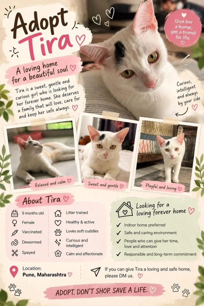 Adoption poster for Tira, a white cat with a black patch above one eye, shown resting on an open book and in three smaller photos lying down, sitting and standing.