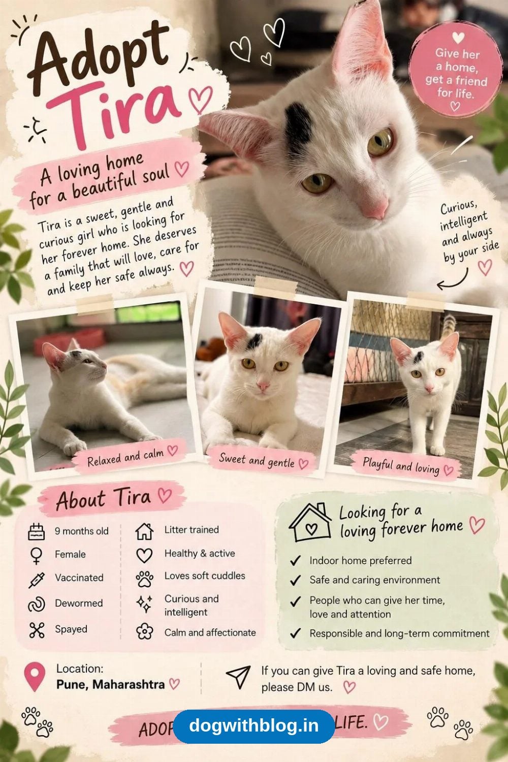 Tira, a Spayed 9-Month-Old White Cat With a Black Patch, Needs a Home — Pune