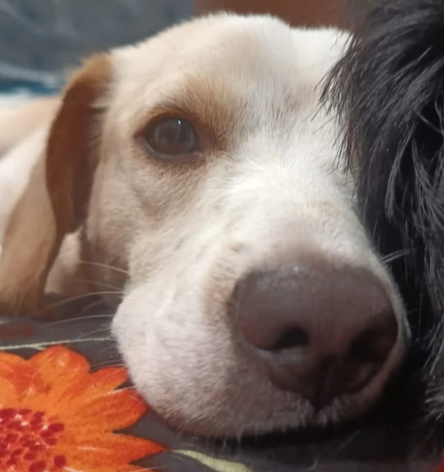 Close-up of Tuffy's white and tan face resting on a flowered bedsheet next to a black dog