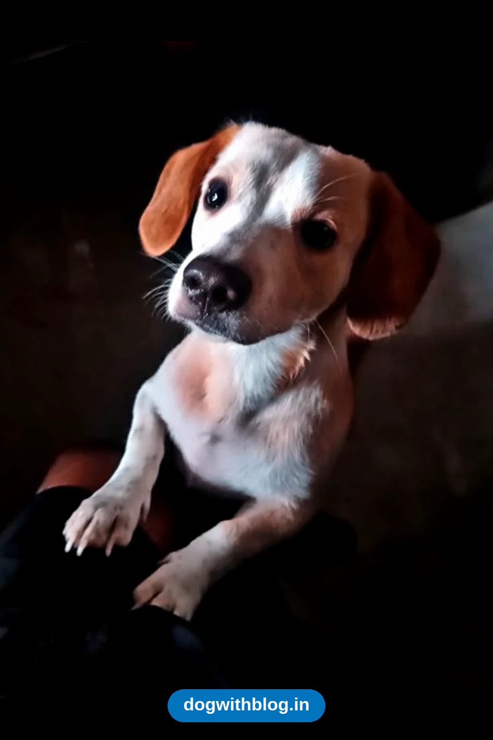 Tuffy, a Goofy 1.5-Year-Old Beagle-Dachshund Mix, Needs a Home in Delhi NCR