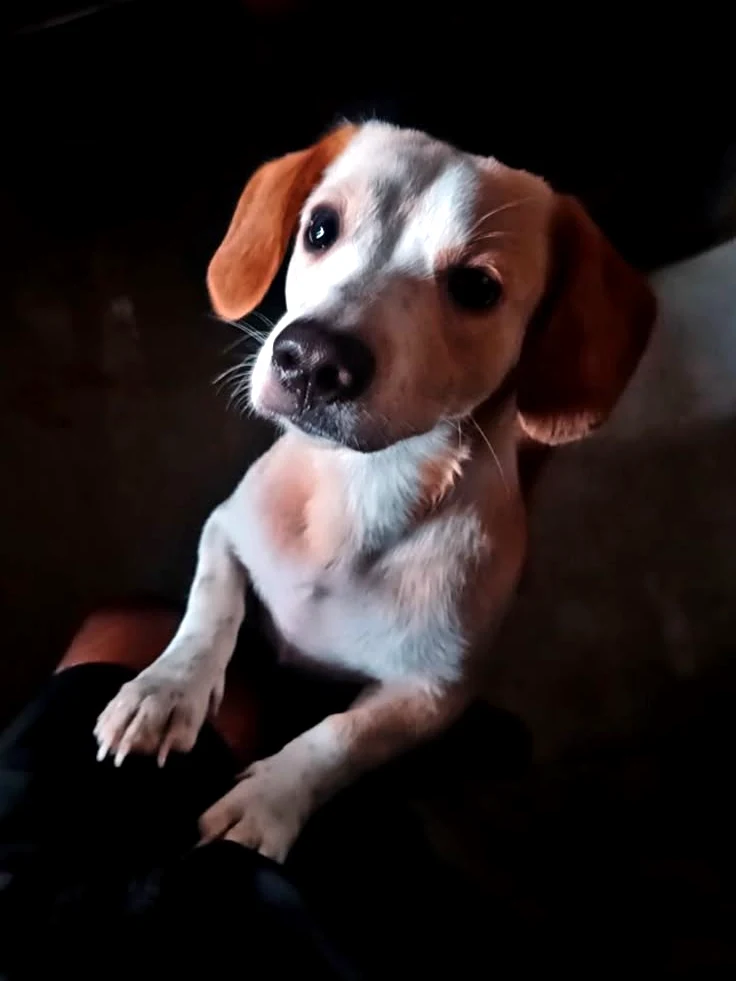 Tuffy, a white and tan Beagle-Dachshund mix, standing with his front paws on someone's knee and looking up at the camera