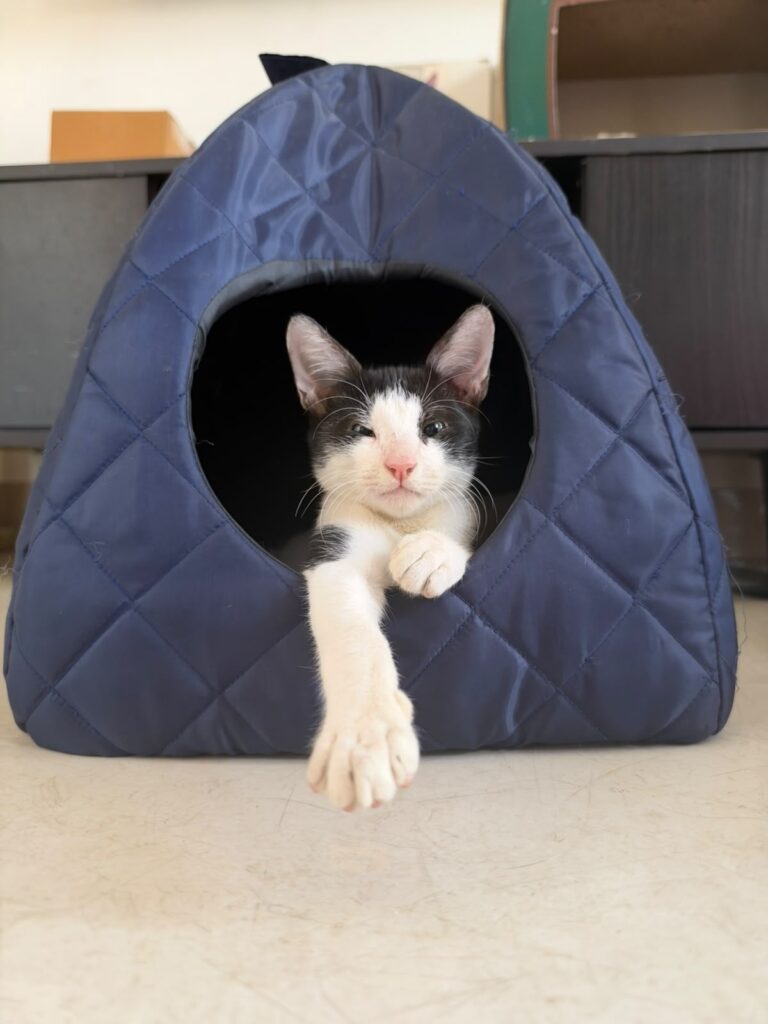 A black-and-white tuxedo kitten peeking out of a blue quilted cat tent, one paw stretched out