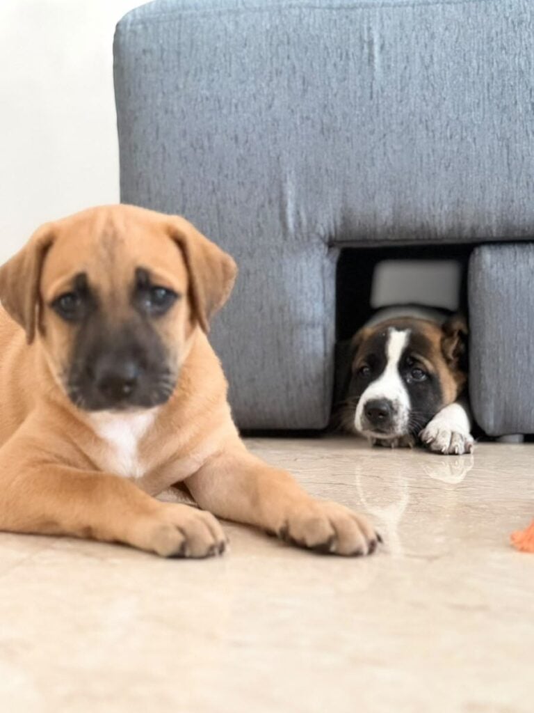 Two 6-week-old Indie pups in Goregaon East, Mumbai: a fawn pup with a black muzzle lying on the floor, and a white, brown and black pup peeking out from under a grey sofa