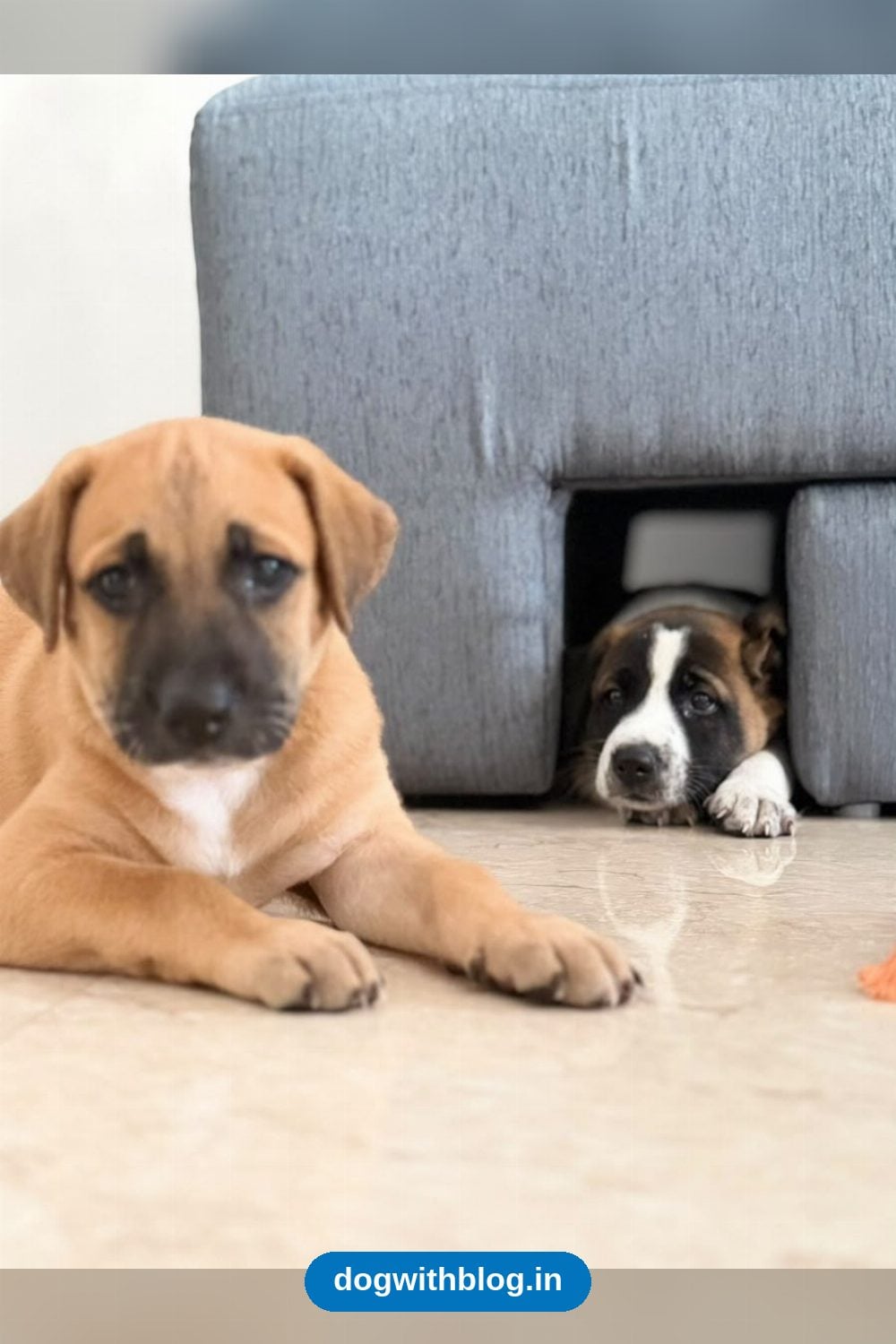 Two 6-Week-Old Indie Pups From Goregaon East Need Homes in Mumbai