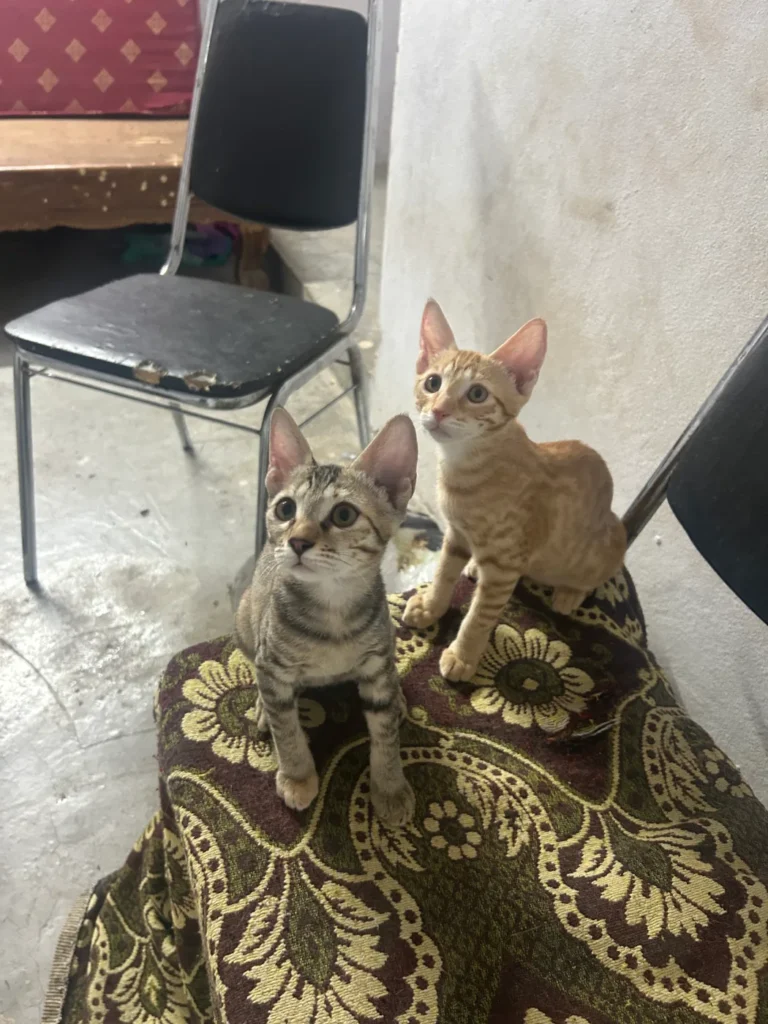 Two 2.5-month-old female kittens, one grey tabby and one ginger, sitting together on a patterned rug beside a chair in Hyderabad