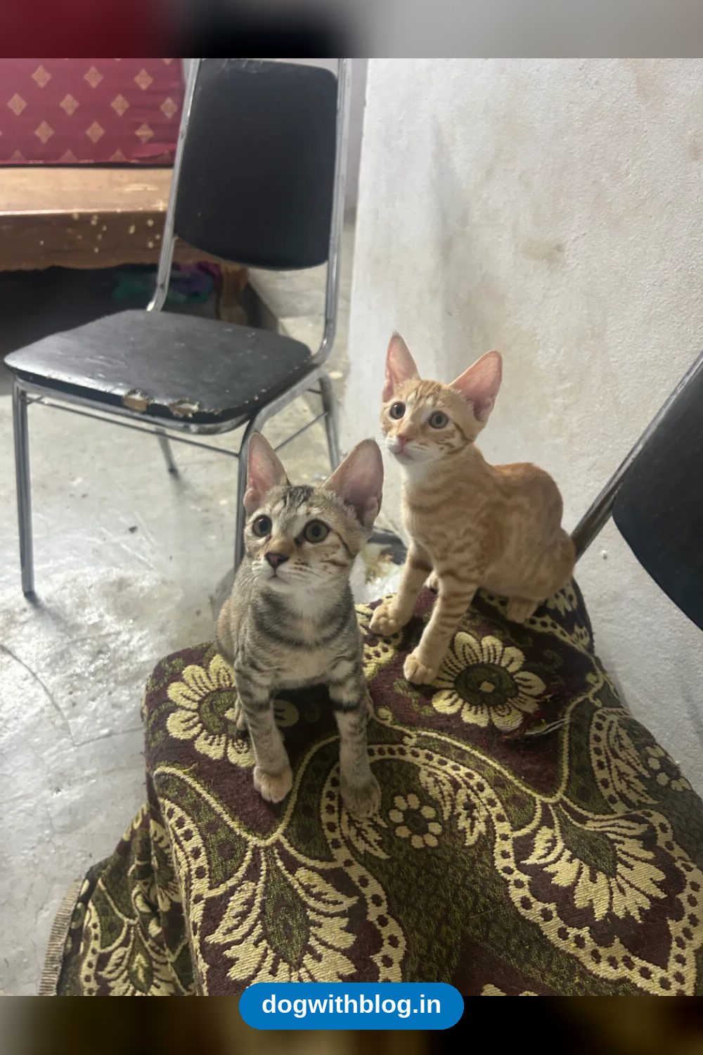 Two Kitten Sisters, 2.5 Months Old, Need a Home Together in Hyderabad