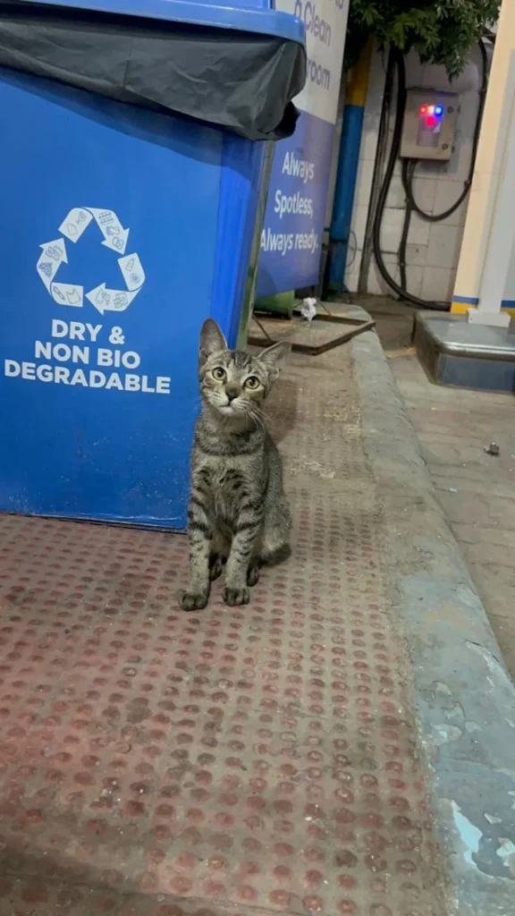 Grey tabby kitten sitting upright beside a blue dry-waste bin on a pavement near Shantipath Petrol Pump, Moti Bagh