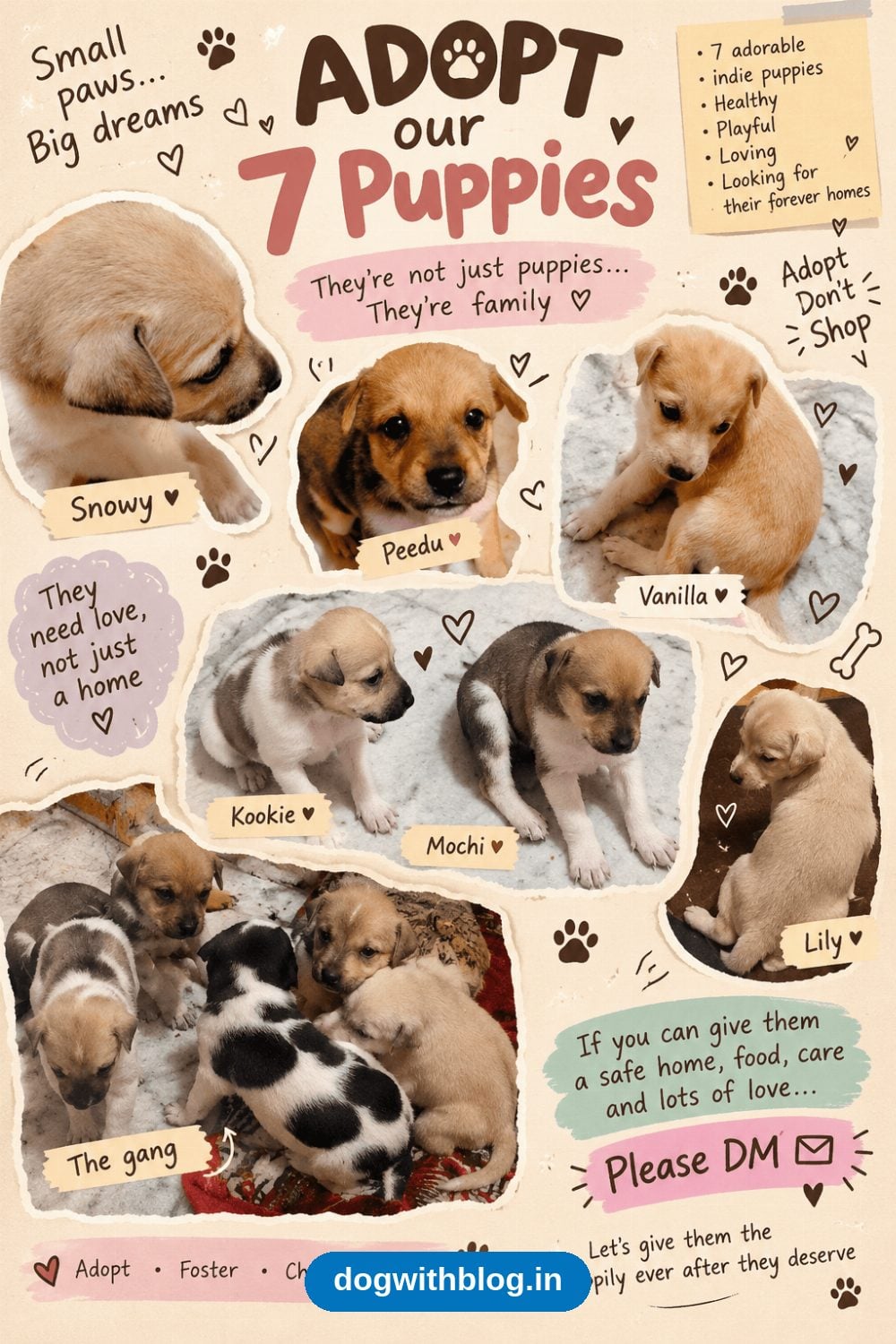 Seven Indian Indie Puppies Born at a Family Home Need Forever Homes in Jalandhar