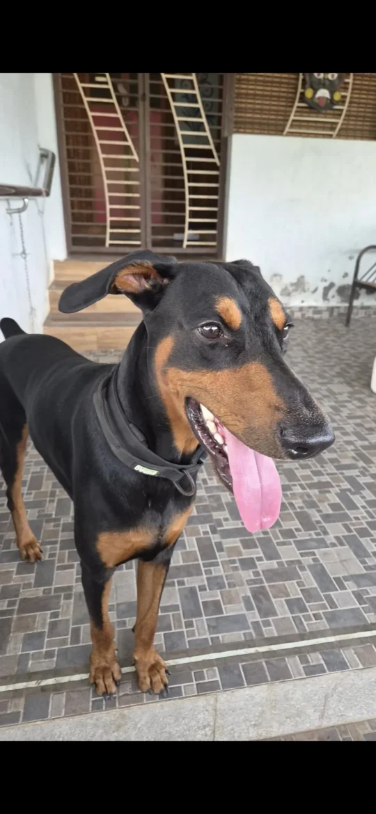 American Doberman, 1.5 Years Old, Vaccinated, Needs an Experienced Owner, adoptable dog in Chidambaram