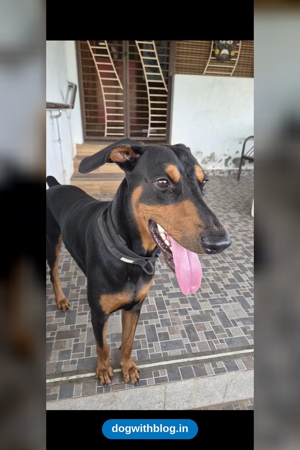 American Doberman, 1.5 Years Old, Vaccinated, Needs an Experienced Owner in Chidambaram