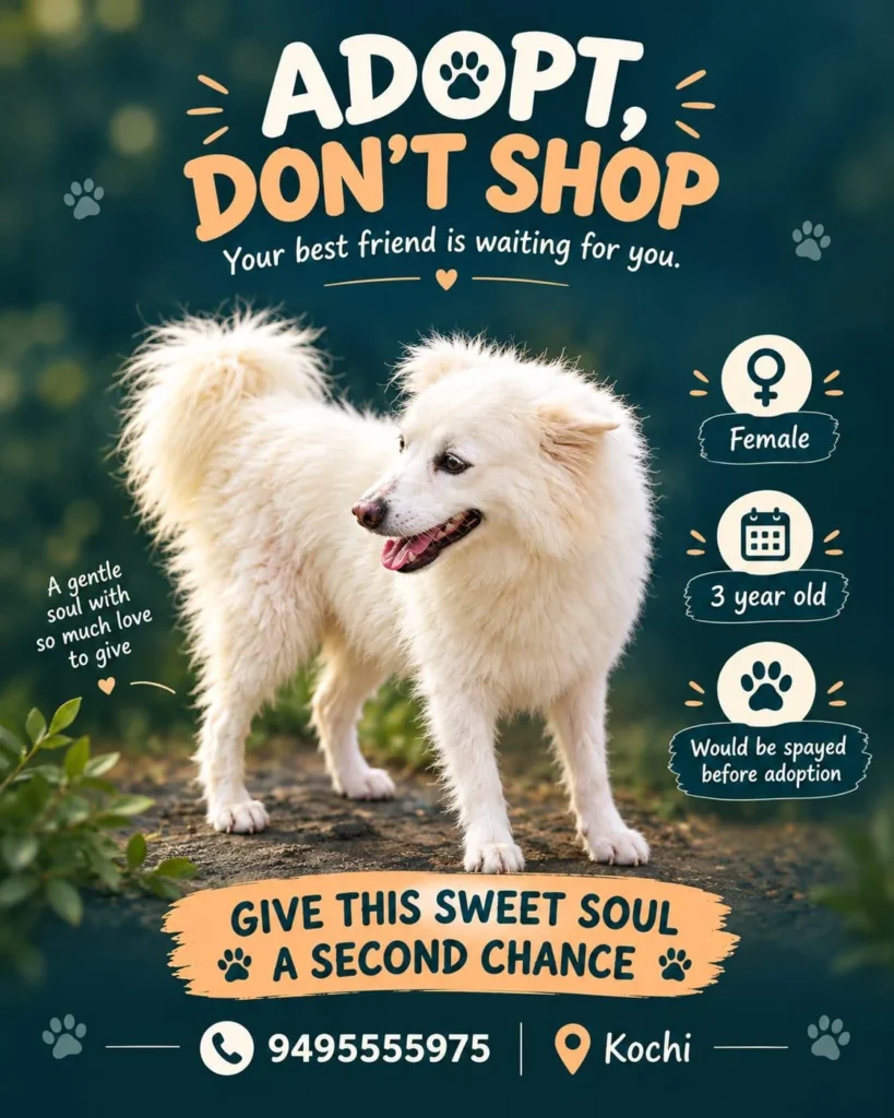Adoption poster for a fluffy white three-year-old female dog in Kochi, standing on a dirt path under the words Adopt, Don’t Shop, with her age, a note that she would be spayed before adoption, and a contact number.
