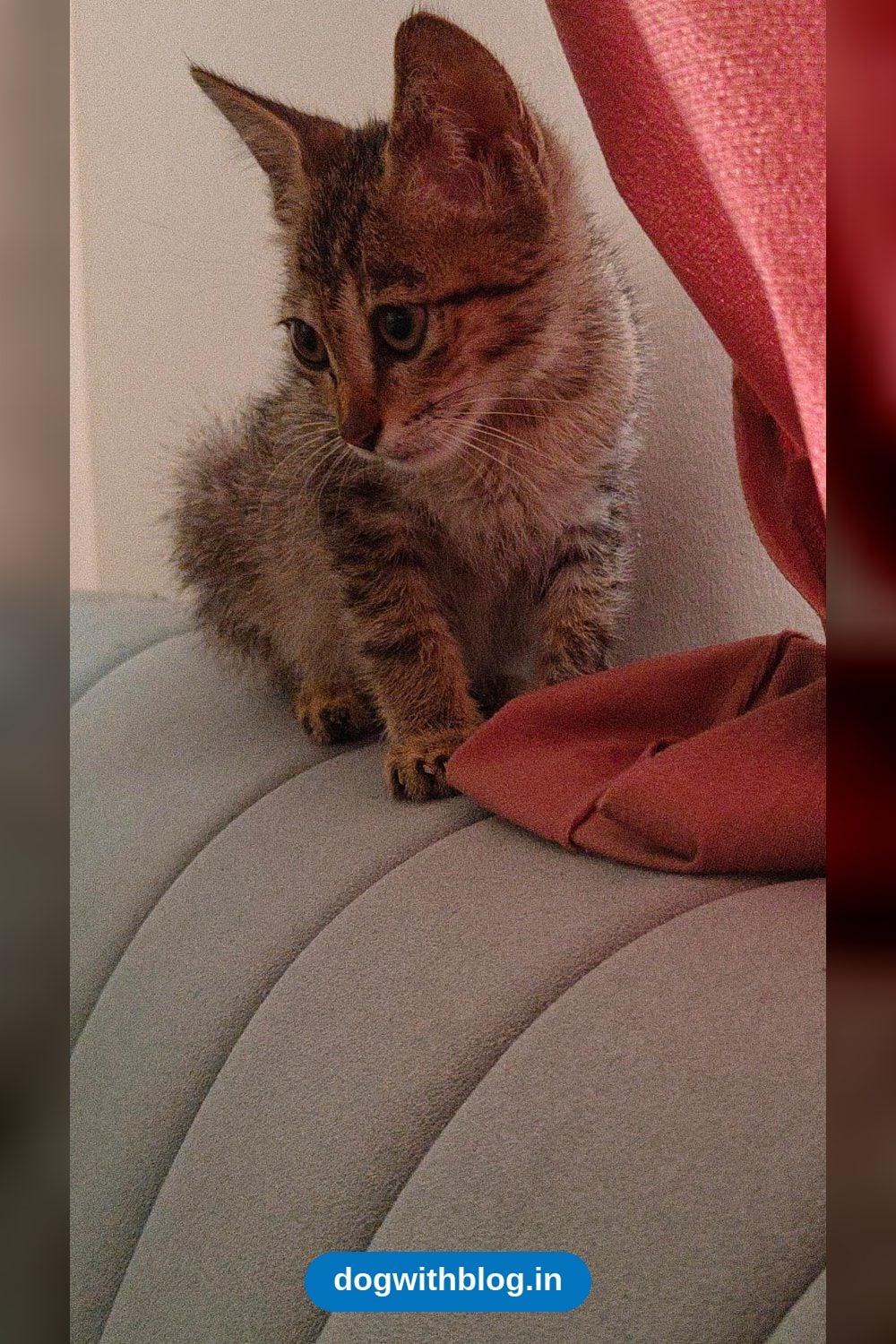 Tabby Kitten, 1.5 Months Old, Dewormed and Litter Trained, Looking for a Home — Bengaluru