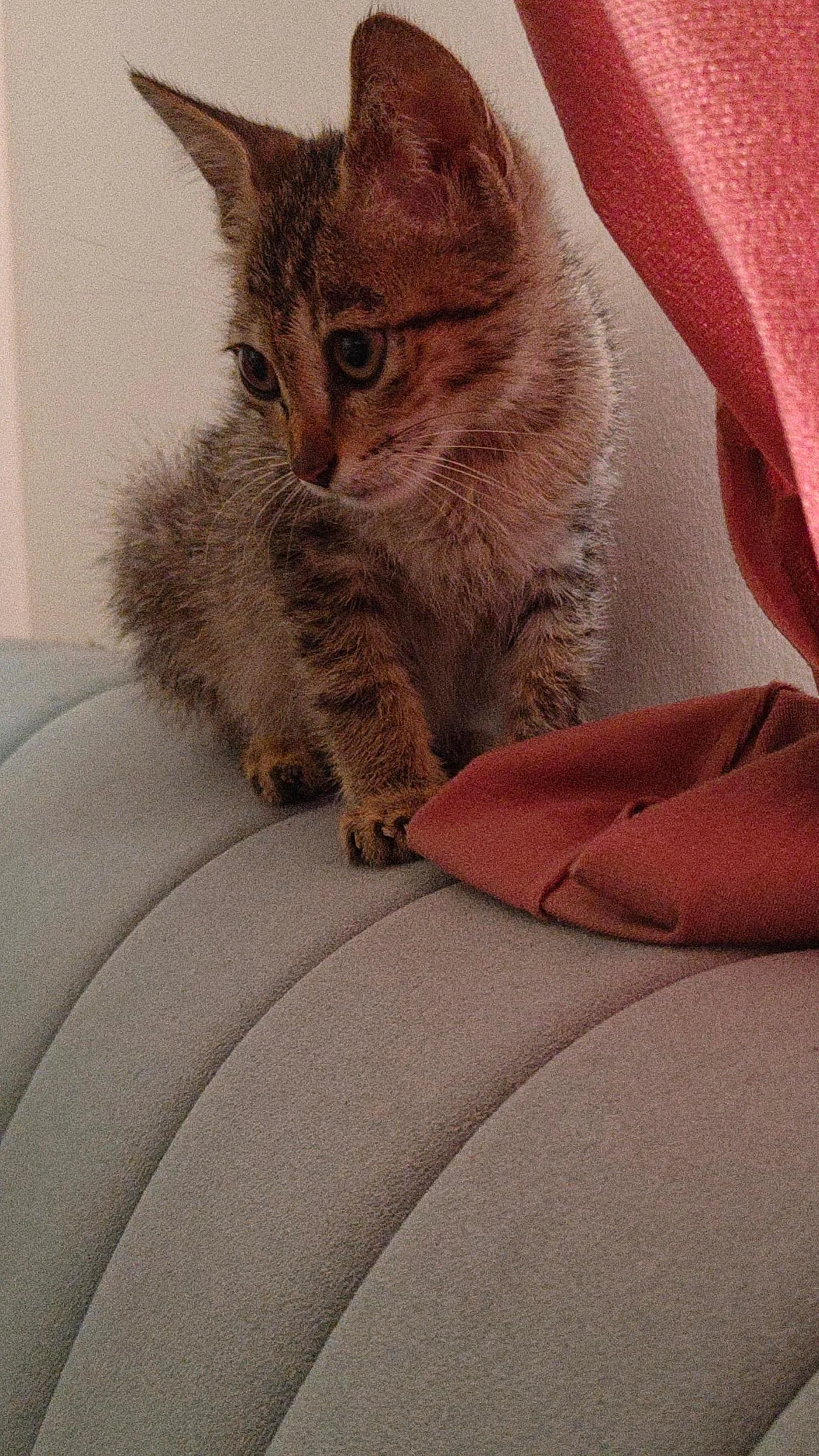Tabby Kitten, 1.5 Months Old, Dewormed and Litter Trained, Looking for a Home in Bengaluru