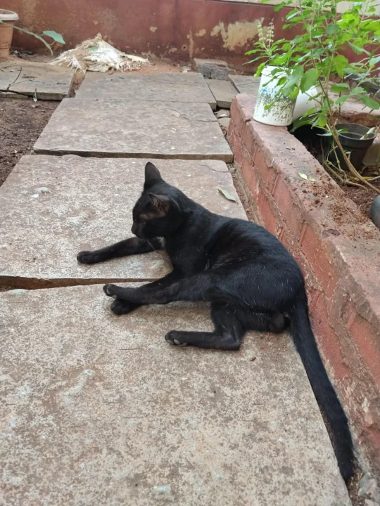 Black Cat Near Hitech City Flyover, 1-2 Years Old, adoptable cat in Hyderabad