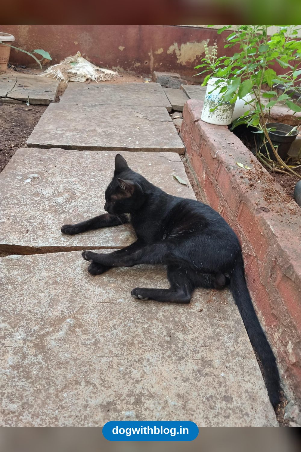 Black Cat Near Hitech City Flyover, 1-2 Years Old in Hyderabad