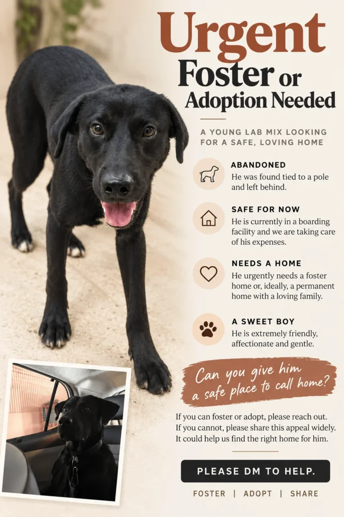 Adoption poster for a black Lab mix dog standing on a sandy path and looking at the camera with his tongue out, with a smaller photo of him sitting in a car. He was found abandoned near Ulsoor Lake.