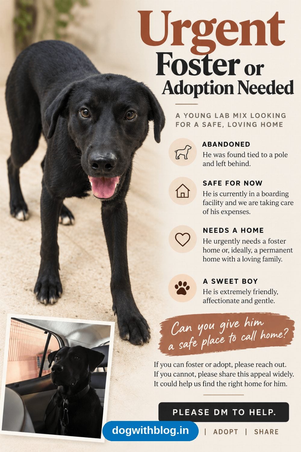 Black Lab Mix Found Tied to a Pole Near Ulsoor Lake Needs a Foster or Home in Bengaluru