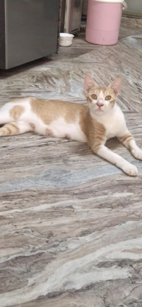 A white and ginger cat lying on a marble floor in Ahmedabad, one of three cats looking for a home